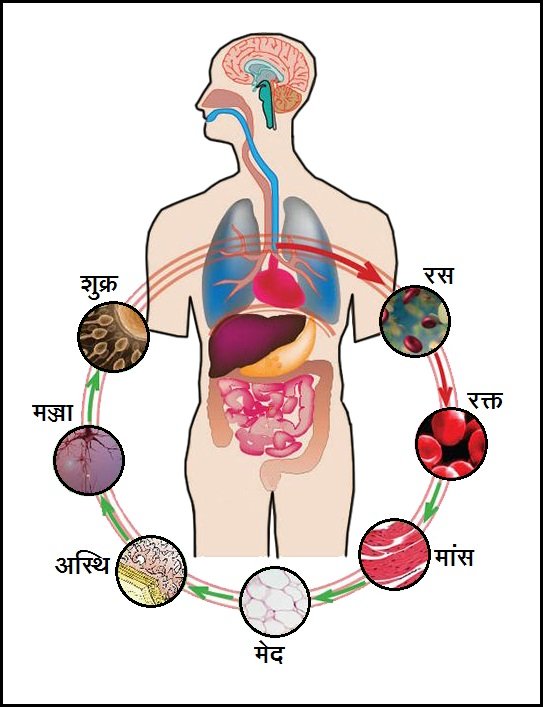 The Concept of Seven Dhatus and Semen in Ayurveda